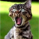 Great_Dancer's Photo