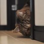 Maru's Photo