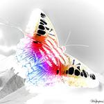 Ferans's Photo