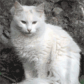 Diplomich's Photo